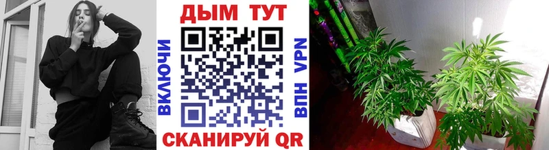 OMG как зайти  Дальнегорск  Канабис VHQ 